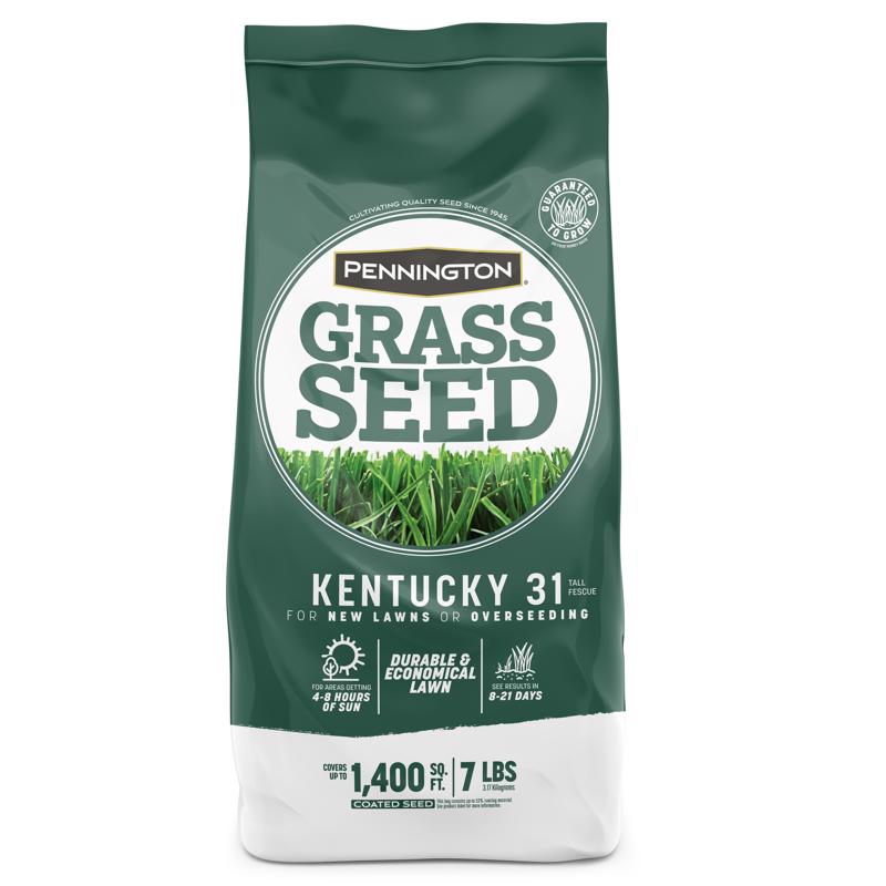 Semilla de pasto festuca alta Pennington Kentucky 31 para sol o sombra, 7 lb