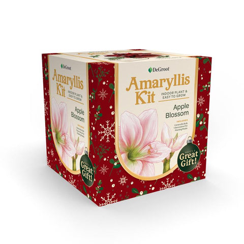 DeGroot Amaryllis Gift Box Bulb Kit 1 pk (Pack of 12)