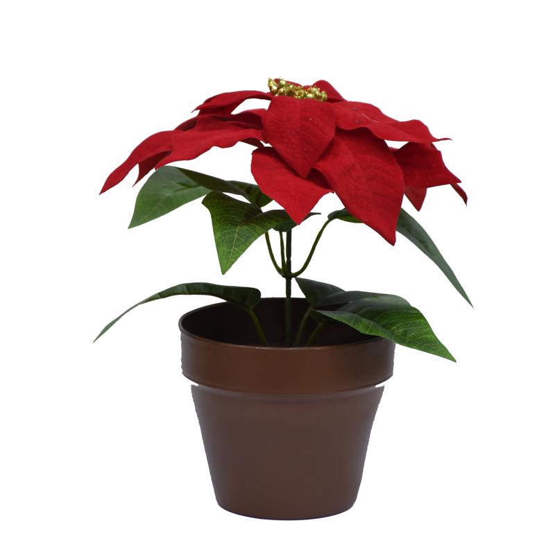 Celebrations Potted Poinsettia 10 in. (Pack of 2)