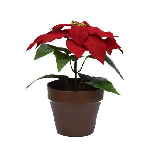 Celebrations Potted Poinsettia 10 in. (Pack of 2)