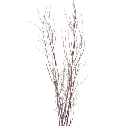 Second Nature Frosted Glitter Birch Branches (Pack of 24)