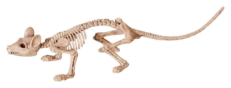 Seasons 6 in. Skeleton Asst Halloween Decor (Pack of 12)